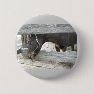 Barn Horse Humor Knapp