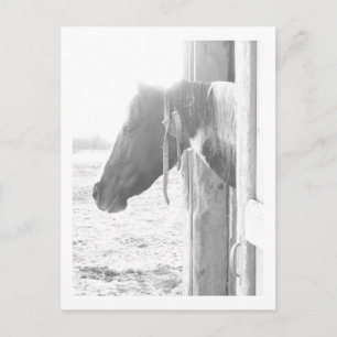 Barn Horse in Black and White Photography Vykort