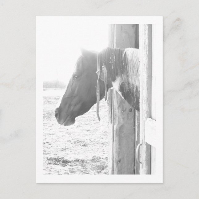 Barn Horse in Black and White Photography Vykort (Framsida)