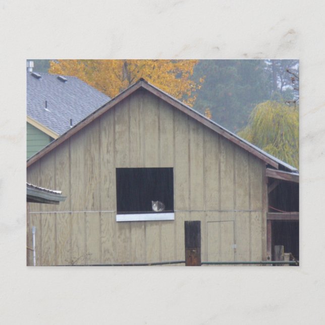 Barn Kattunge vykort (Framsida)