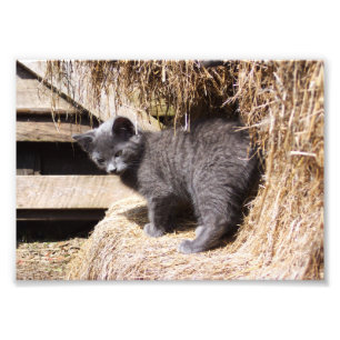 Barn Kitten Photo Fototryck