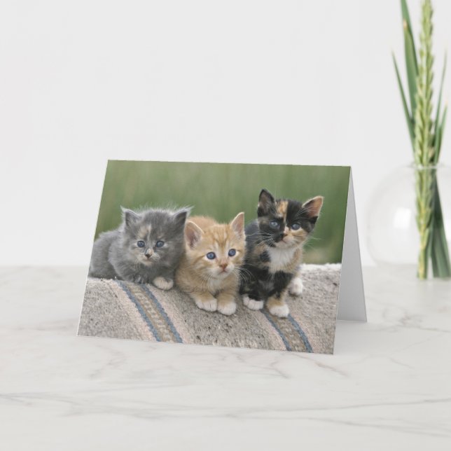 Barn Kittens på Horse Blanket Kort (Framsida)