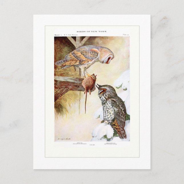 Barn och Ugglor, långsöt Vykort (Framsida)