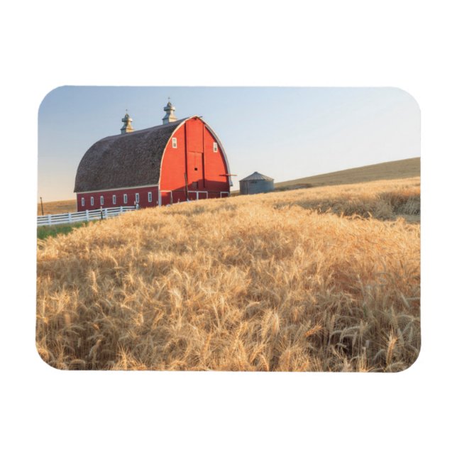 Barn, sommar vete fält nära Sprague, Östra 1 Magnet (Horisontell)