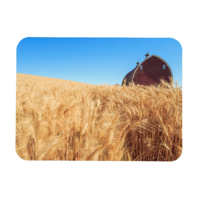 Barn, sommarvetet fält nära Sprague, Östra 2 Magnet (Horisontell)