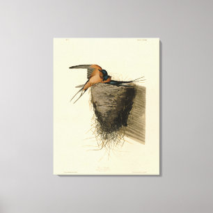 Barn Sväljer från Audubon Birds of America Canvastryck