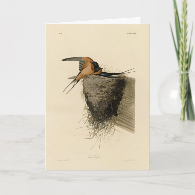 Barn Sväljer från Audubon Birds of America Kort (Framsida)