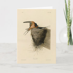 Barn Sväljer från Audubon Birds of America Kort