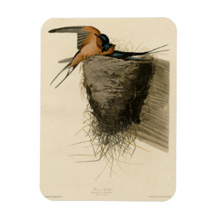 Barn Sväljer från Audubon Birds of America Magnet