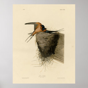 Barn Sväljer från Audubon Birds of America Poster