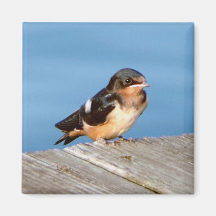 Barn Sväljer magnet