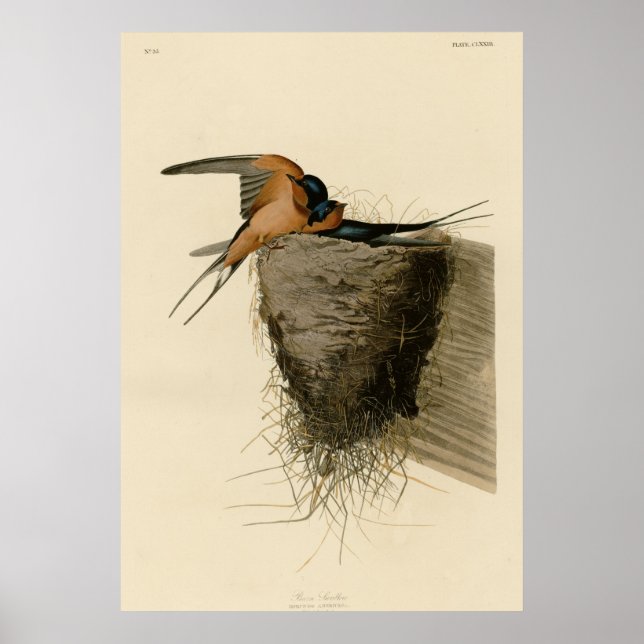 Barn Sväljer Poster (Framsidan)