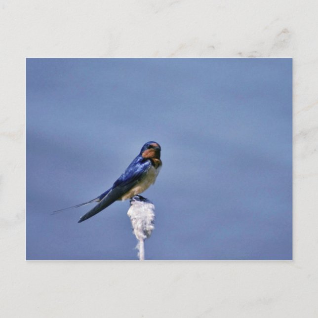 Barn sväljer vykort (Framsida)