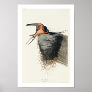 Barn Svalt av Audubon Poster