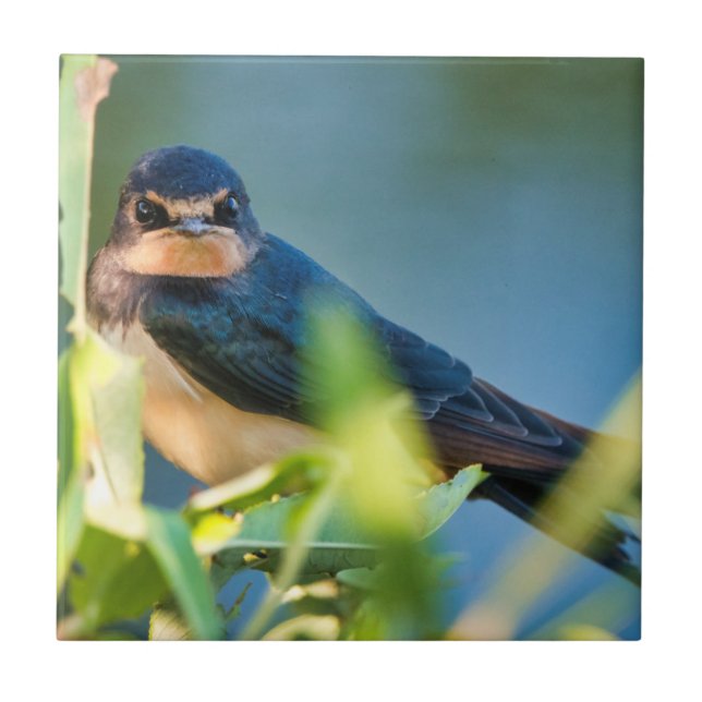 Barn swallow kakelplatta (Framsidan)