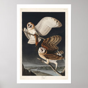 Barn Uggla by Audubon Poster