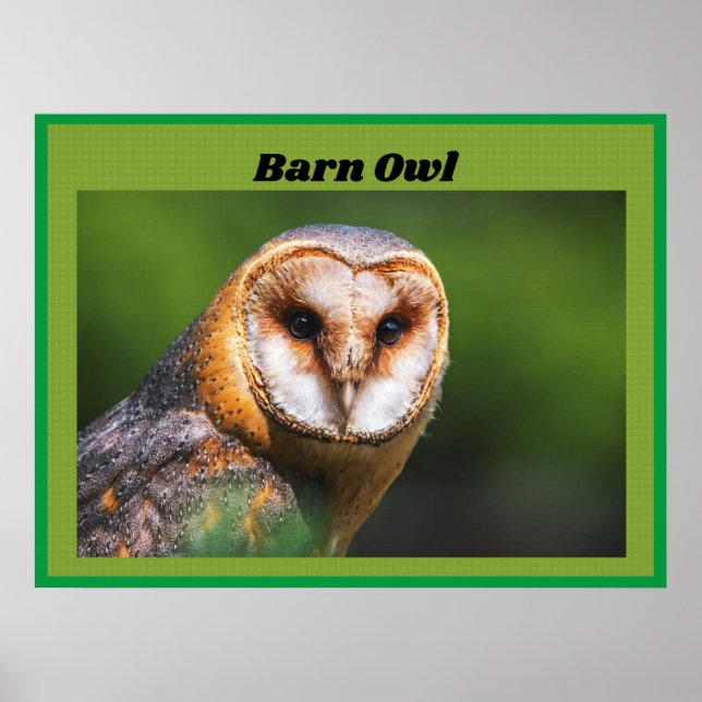 Barn Uggla Poster (Framsidan)