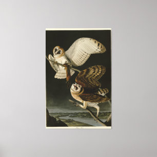Barn Uggla (Tyto alba) Audubon's Birds of America Canvastryck