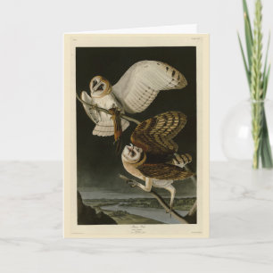 Barn Uggla (Tyto alba) Audubon's Birds of America Kort