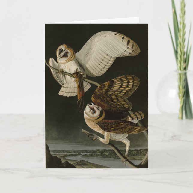 Barn Uggla (Tyto alba) Audubon's Birds of America Kort (Framsida)