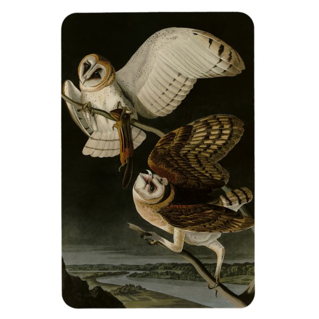 Barn Uggla (Tyto alba) Audubon's Birds of America Magnet (Vertikal)
