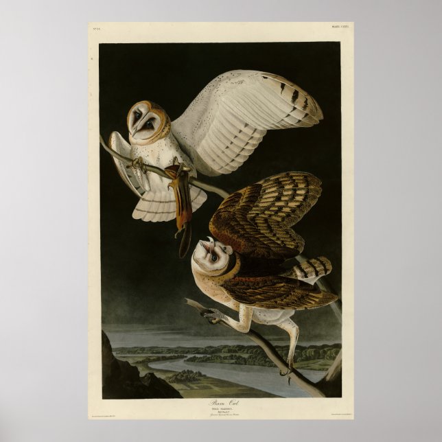 Barn Uggla (Tyto alba) Audubon's Birds of America Poster (Framsidan)