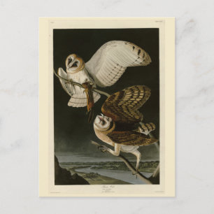 Barn Uggla (Tyto alba) Audubon's Birds of America Vykort