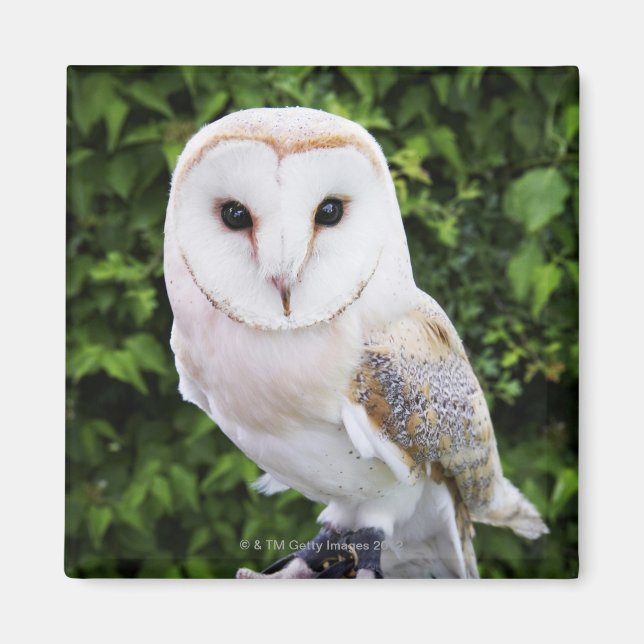Barn uggla (Tyto Alba) på handsken Magnet (Framsidan)