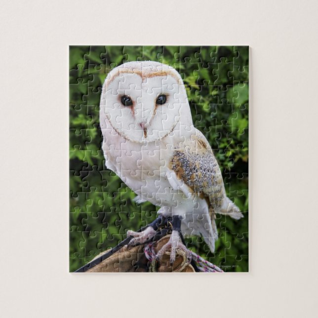 Barn uggla (Tyto Alba) på handsken Pussel (Vertikal)