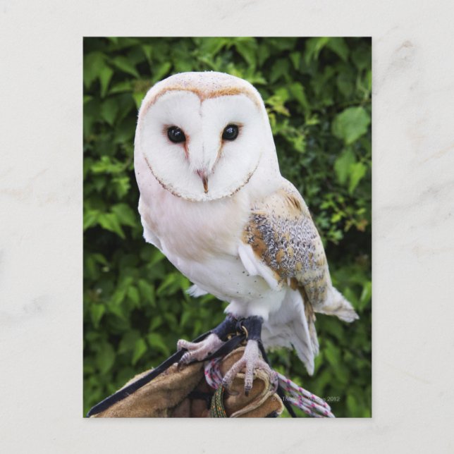 Barn uggla (Tyto Alba) på handsken Vykort (Framsida)