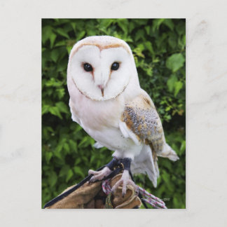 Barn uggla (Tyto Alba) på handsken Vykort