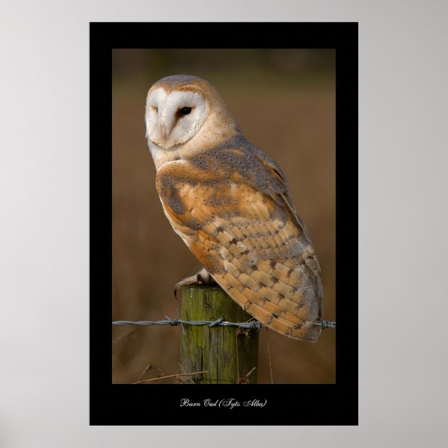 Barn Uggla (Tyto alba). Poster (Framsidan)