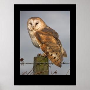 Barn Uggla (Tyto alba). Poster med cARTerART