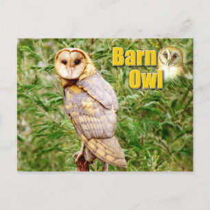 Barn Uggla (Tyto alba) Vykort
