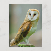 Barn uggla (Tyto alba)