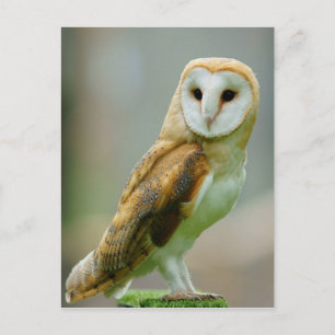Barn uggla (Tyto alba) Vykort