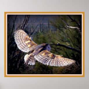 Barn Uggla vid midflight Poster