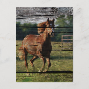 Barn Woodgrain Land Ranch Galloping Brown Horse Vykort