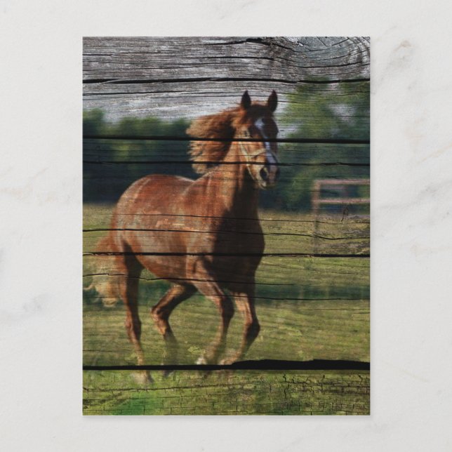 Barn Woodgrain Land Ranch Galloping Brown Horse Vykort (Framsida)