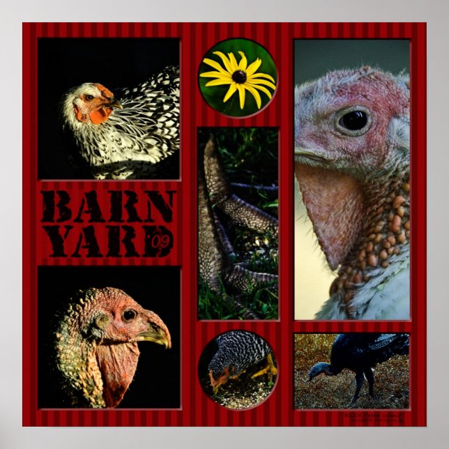 Barn Yard Montage Poster (Framsidan)