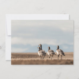 Barnacle Geese Nature Photo Card