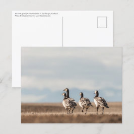 Barnacle Geese Nature Photo Vykort