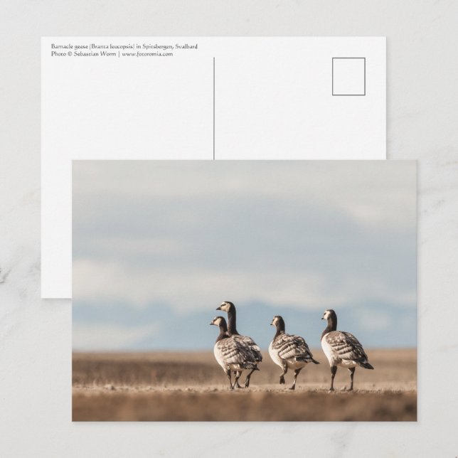 Barnacle Geese Nature Photo Vykort (Fram/baksida)