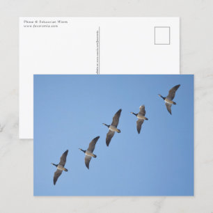 Barnacle Geese Vykort