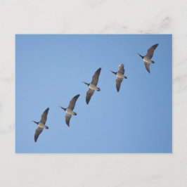 Barnacle Geese Vykort