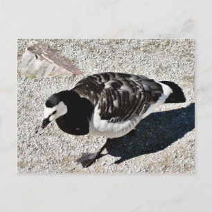 Barnacle Goose Animal Vykort