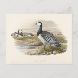 Barnacle Goose av Joseph Varg Vykort