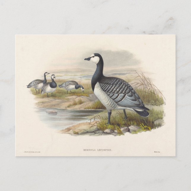 Barnacle Goose av Joseph Varg Vykort (Framsida)