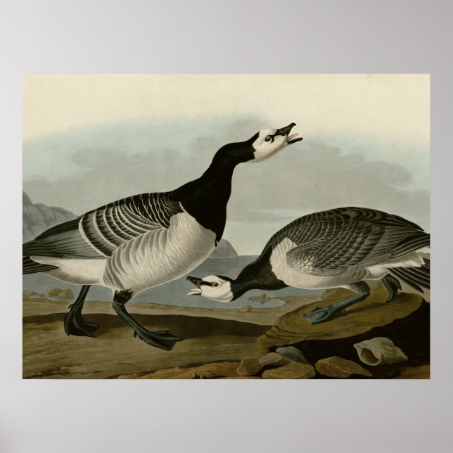 Barnacle Goose Poster (Framsidan)