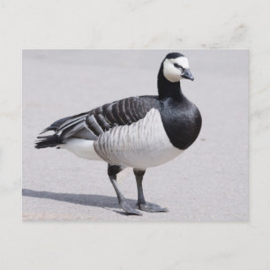 Barnacle Goose Vykort
